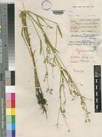 Image result for Psilotrichum