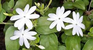 Year round flowering plants india. Downy Jasmine The White Clustered Star Shaped Flowers Appear Nearly Year Round And Are Not As Fragrant As Other Jasmin Jasmine Plant Healing Flowers Plants