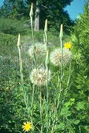 Image result for Andropterum stolzii