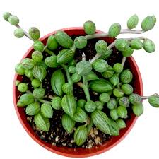 Image result for Senecio sp.no.4