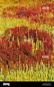 Image result for Halosarcia