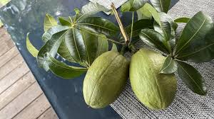 Image result for Landolphia glabra