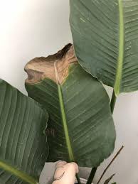 Indoor Bird Of Paradise Plant Care Bird Of Paradise Plant With Brown Leaves In 2020 Paradise Plant Birds Of Paradise Plant Plants