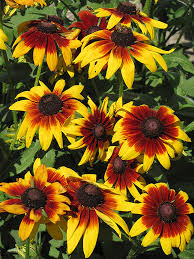 Image result for Rotheca hirsuta