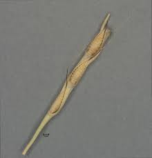 Image result for Thelepogon