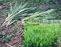 Sebagai salah satu jenis rumput pakan ternak, rumput grinting memang baik untuk kesehatan hewan ternak. 8 Jenis Rumput Pakan Kelinci Yang Bagus Beserta Gambarnya Hobinatang