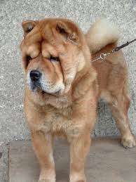 Chow Chow Smooth Chow Chow Chow Chow Puppy Chow Chow Dogs