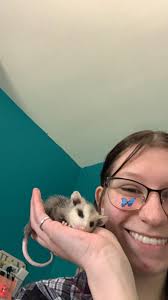 So sweet baby possum 😯😯🐀