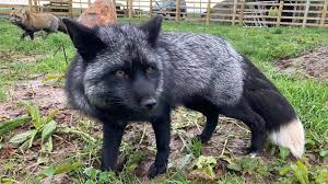 Fox 8 news in the morning video. Rare Black Fox Spotted In Somerset Is Back Home After Escape Bid Bbc News
