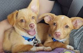 DIXIE and JOJO turn 2 today. My babies love them so much.