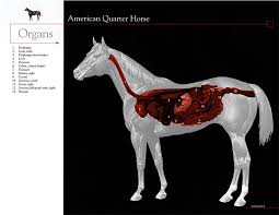 Oct 23, 2017 · the respiratory tract of the horse, which moves extremely large volumes of air in and out of the lungs, is a highly specialized organ system that serves one primary function: Equine Respiratory System How Horses Breathe Asset Publisher