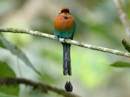 Image result for Exochaenium platypterum