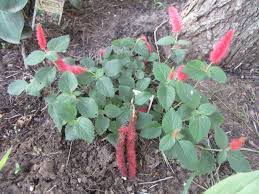 Image result for Acalypha lanceolata
