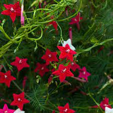 It is known by various names cypress vine, hummingbird vine, cardinal creeper. Cypress Vine Seeds Ipomoea Pennata Mix Flower Seeds
