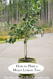 We did not find results for: How To Plant A Meyer Lemon Tree In A Container One Hundred Dollars A Month
