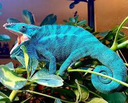 Chameleon safe plants for sale. Best Plants For Chameleons 2021 Review Why Should Use Live Plants For Chameleons Timeline Pets