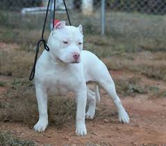 Pin On Dogs