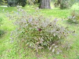 Image result for Combretum kraussii