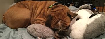 We are locally owned and operated and conveniently located at 310 busse highway. Illinois English Bulldog Rescue
