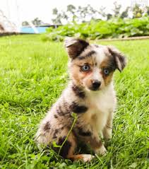 Genetic testing, vet checked dogs, facilities & puppies. Ariel Mini Australian Shepherd Puppy For Sale In Newburgh Pa Happy Valentines Day Happyvalentinesday2016i