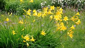 Flowers of the field song. Summer Moments Flower Field In Wind Birds Chirping Youtube