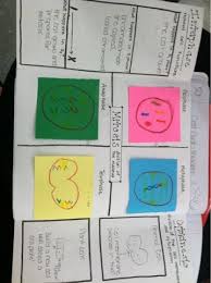 Mrs Cowan S Science Journal Page 50 Cell Cycle Foldable Cell Cycle Science Cells Science Journal