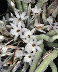 Image result for Microcoelia bulbocalcarata