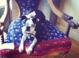 Visit your local michigan (mi) joann fabric and craft store for the largest assortment of fabric, sewing, quliting, scrapbooking, knitting, crochet, jewelry and other crafts. 33 Dog Friendly Stores