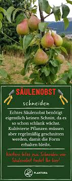 Saulenobst Pflanzen Sorten Vorgehen Plantura Pflanzen Saulenobst Schneiden Gartentipps