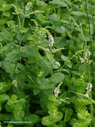 Image result for Xerophyta suaveolens