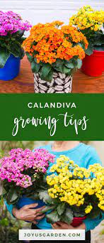 Calandiva Care And Growing Tips Joy Us Garden House Plant Care Gardening For Beginners Planting Flowers