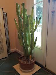 It can also be bought. My Mother In Law Died And I Inherited This Lovely Any Suggestions Would Be Gratefully Appreciated Cactus