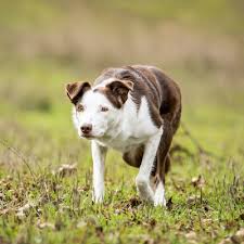 It's usually just around $300, but if you opt to rescue from breeders, the cost can be anywhere from $700 and up. Collie Dog Short Hair