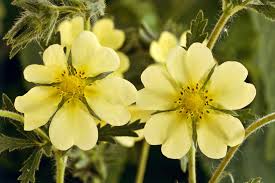 Maybe you would like to learn more about one of these? 10 Best Shrubs With Yellow Flowers