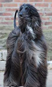 pin on afghan noah s ark dog originated in the mountain of afghanistan east of iran