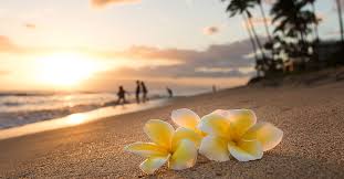 Maybe you would like to learn more about one of these? Plumeria Flower Maui Plant Of The Month