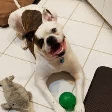 Rescue ▪ rehabilitate ▪ unite. American Bulldog Rescue 501c3 Not For Profit Dog Rescue Charity Roy