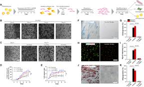 Must contain at least 4 different symbols; Compression Induced Dedifferentiation Of Adipocytes Promotes Tumor Progression Science Advances