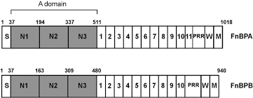 There is a discussion of the complexity of establishing a. Molecular Interactions Of Human Plasminogen With Fibronectin Binding Protein B Fnbpb A Fibrinogen Fibronectin Binding Protein From Staphylococcus Aureus Journal Of Biological Chemistry