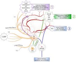 The five nerve roots come together to form a right and left sciatic nerve. Frontiers Trigeminal Nerve Control Of Cerebral Blood Flow A Brief Review Neuroscience