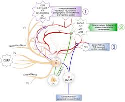 | meaning, pronunciation, translations and examples. Frontiers Trigeminal Nerve Control Of Cerebral Blood Flow A Brief Review Neuroscience