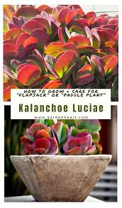 Kalanchoe Luciae How To Grow Care For Flapjack Or Paddle Plant In 2020 Paddle Plant Plants Plant Care