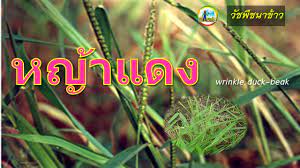 We did not find results for: à¸à¸à¸—à¸£à¸²à¸¢ Umbrella Sedge à¸§ à¸Šà¸ž à¸Šà¸™à¸²à¸‚ à¸²à¸§ Youtube