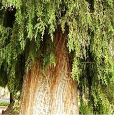 Image result for Cupressus funebris