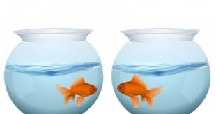 Two Fish In Two Separate Bowls May Relate To Feeling Disconnected From Others Dream Decorative Jars Systems Thinking