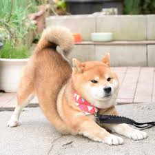 Explore aplacewherepigeonsgather's photos on flickr. Shiba Inu Baby Doge Novocom Top