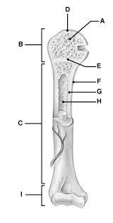 The outside of the flat bone consists of a layer of connective tissue called the periosteum. Anatomy Of Long Bone Diagram Quizlet