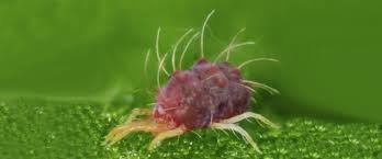 Image result for red mite