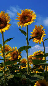 Maybe you would like to learn more about one of these? Wallpaper Sunflowers Field Summer Sky Sunny Mood 1080p Sunflower Field Background 800x1420 Wallpaper Teahub Io