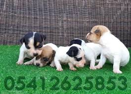 Jack Russel Terrier Fiyat Teriyer Kopek Yavru Kopek